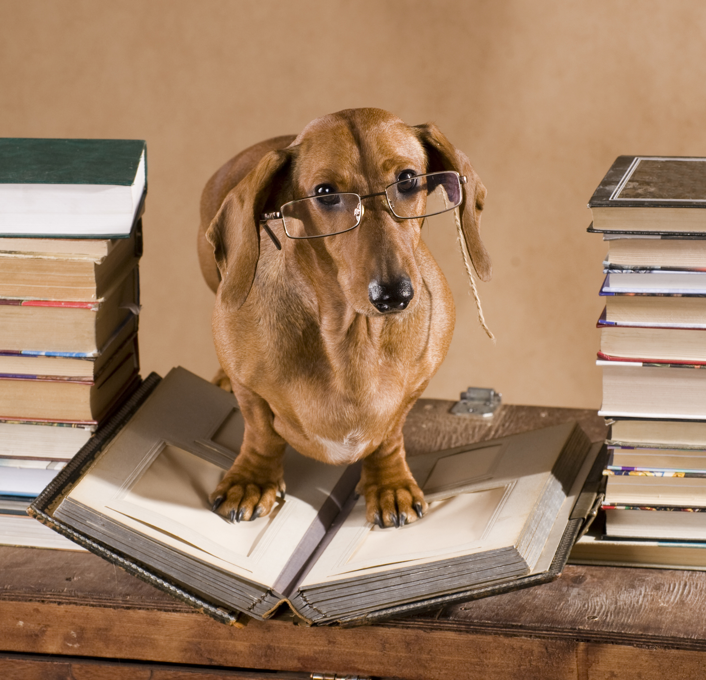 dog wearing glasses standing on a book