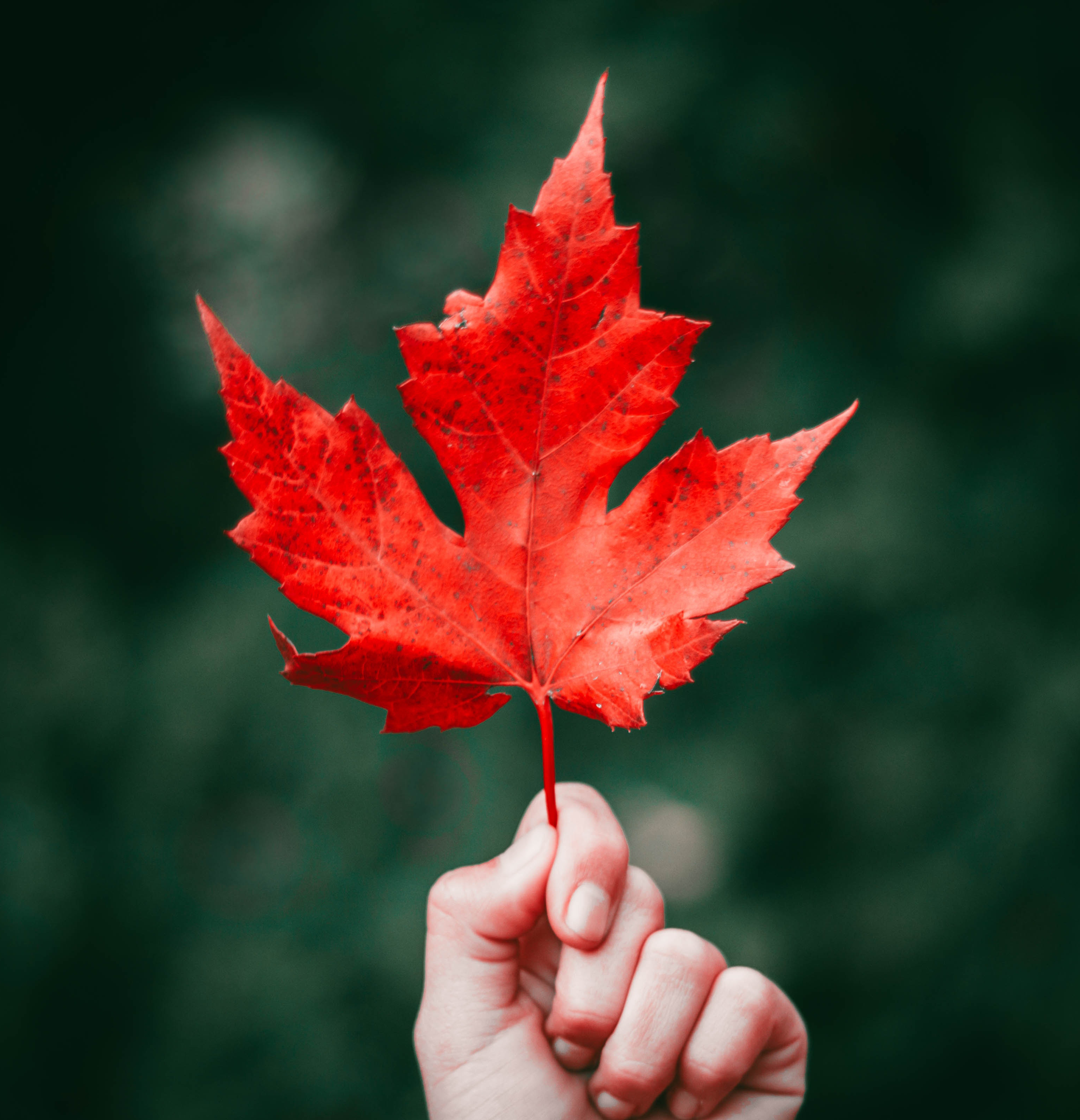 A photo of a red maple leaf