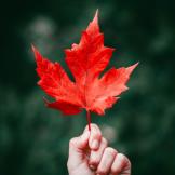 A photo of a red maple leaf