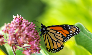 monarch butterfly flowers