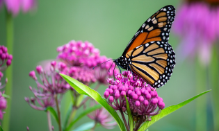 monarch butterfly feeding from purple flower