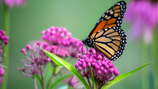 monarch butterfly feeding from purple flower